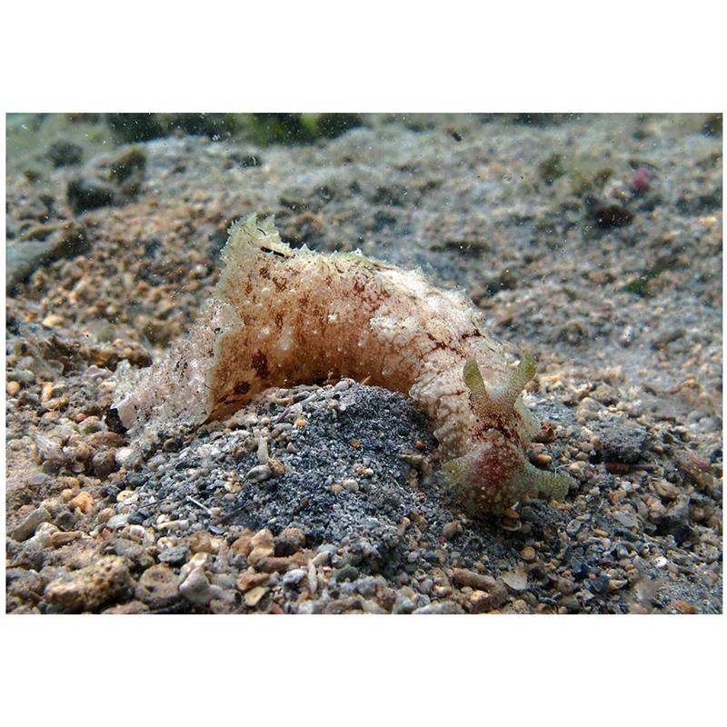 Melc marin Dolabella auricularia - imagine 4